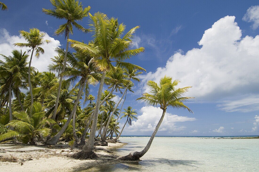 Blue Lagoon, Rangiroa, Tuamotu Archipelago, French Polynesia, Pacific Islands, Pacific