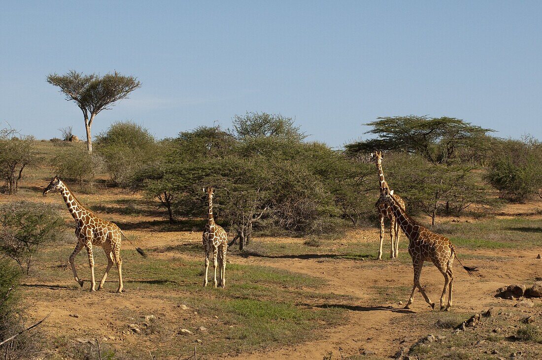 Loisaba Wilderness Conservancy, Laikipia, Kenya, East Africa, Africa
