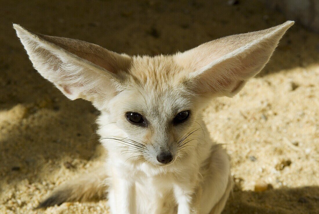 Fennec (desert fox)