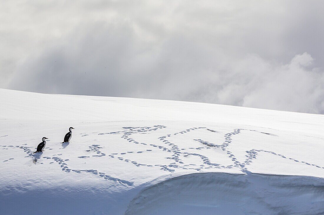 Adult Antarctic shags (Phalacrocorax (atriceps) bransfieldensis) on snow in the Enterprise Islands, Antarctica, Polar Regions