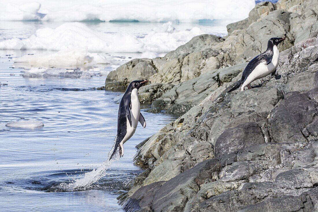 Adelie penguins (Pygoscelis adeliae), Yalour Islands, Antarctic Peninsula, Antarctica, Polar Regions