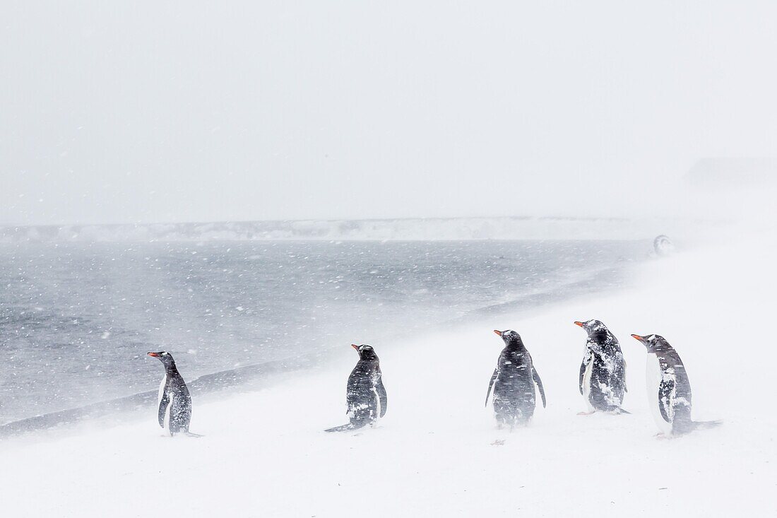 Adult gentoo penguins (Pygoscelis papua) in snow storm, Port Foster, Deception Island, Antarctica, Southern Ocean, Polar Regions