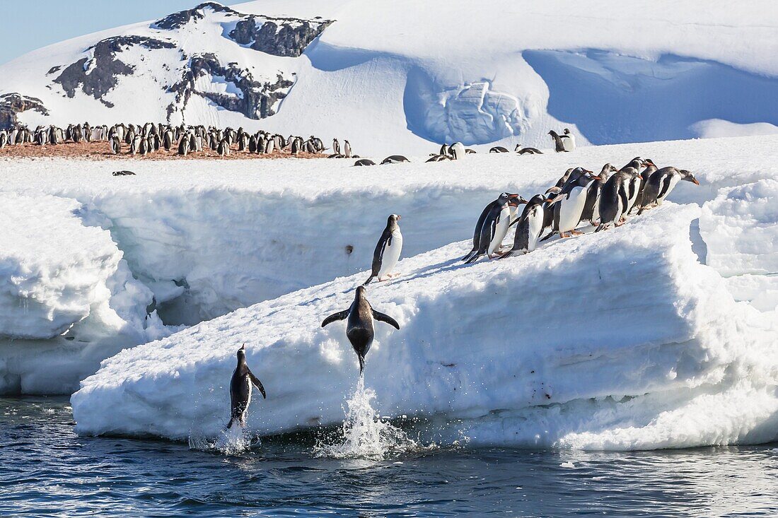 Adult gentoo penguins (Pygoscelis papua) leaping onto ice in Mickelson Harbor, Antarctica, Southern Ocean, Polar Regions