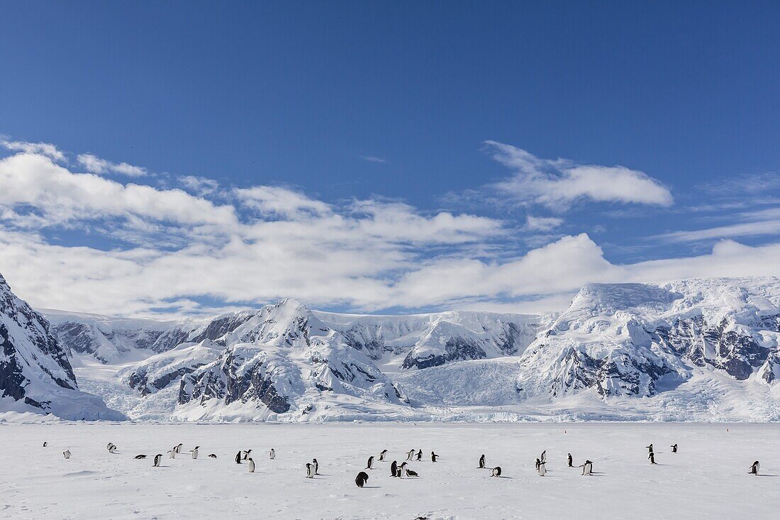 Adult gentoo penguins (Pygoscelis papua) in the Enterprise Islands, Antarctica, Southern Ocean, Polar Regions