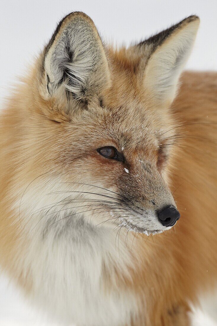 Red fox (Vulpes vulpes) in the snow, Grand Teton National Park, Wyoming, United States of America, North America