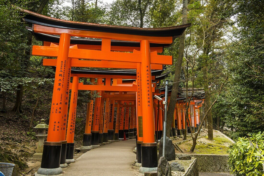 The Endless Red Gates (torii) of Kyoto's Fushimi Inari Shrine, Kyoto, Japan, Asia