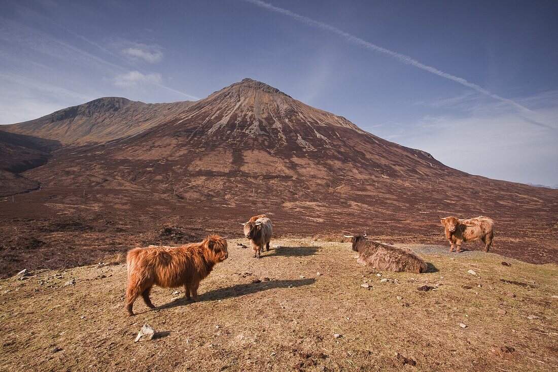 Highland cattle on the Isle of Skye in the Highlands, Inner Hebrides, Scotland, United Kingdom, Europe