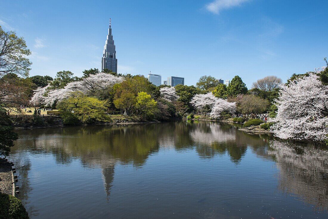 Cherry blossom in the Shinjuku-Gyoen Park, Tokyo, Japan, Asia