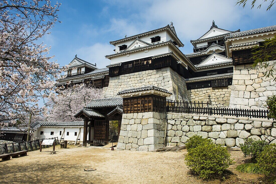 Cherry blossom in the Matsuyama Castle, Shikoku, Japan, Asia