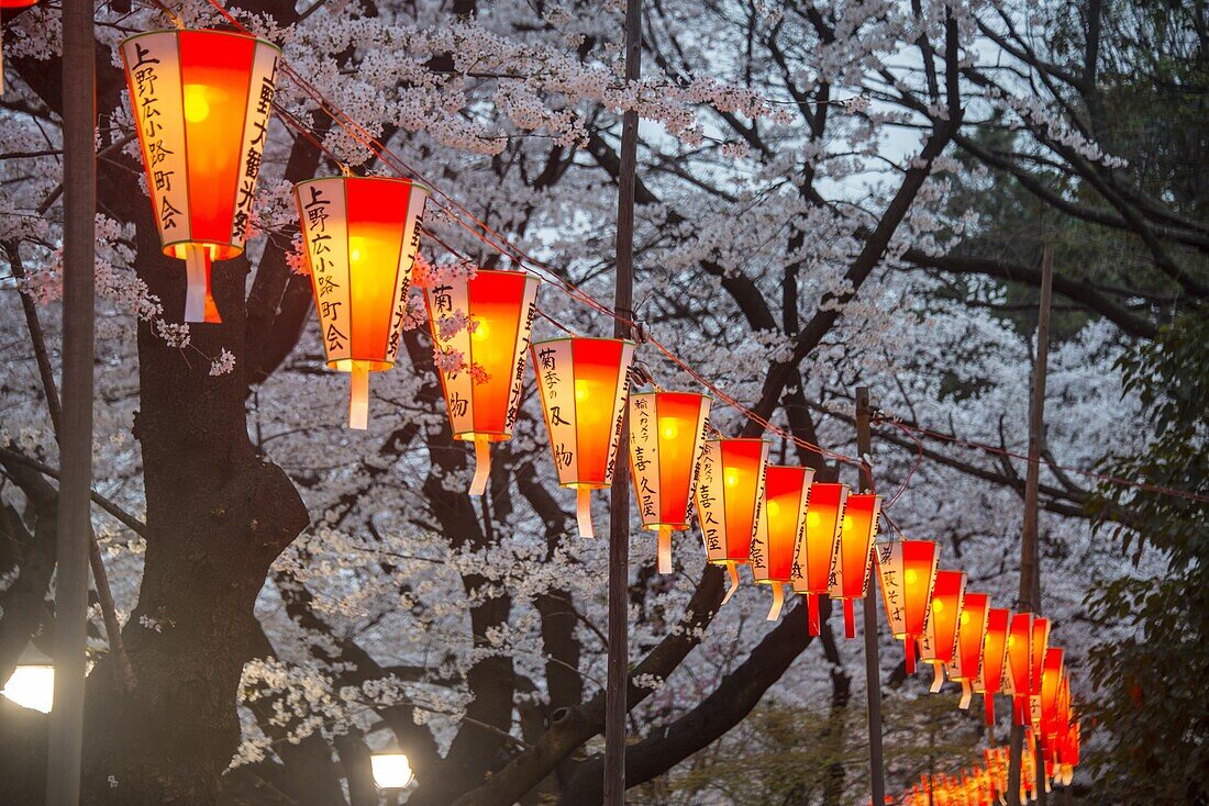 Red lanterns illuminating the cherry blossom in the Ueno Park, Tokyo, Japan, Asia