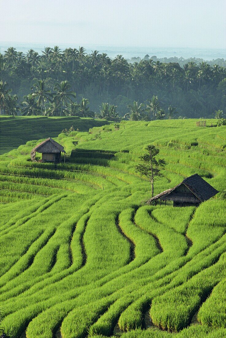 Landscape of lush green rice terraces on Bali, Indonesia, Southeast Asia, Asia