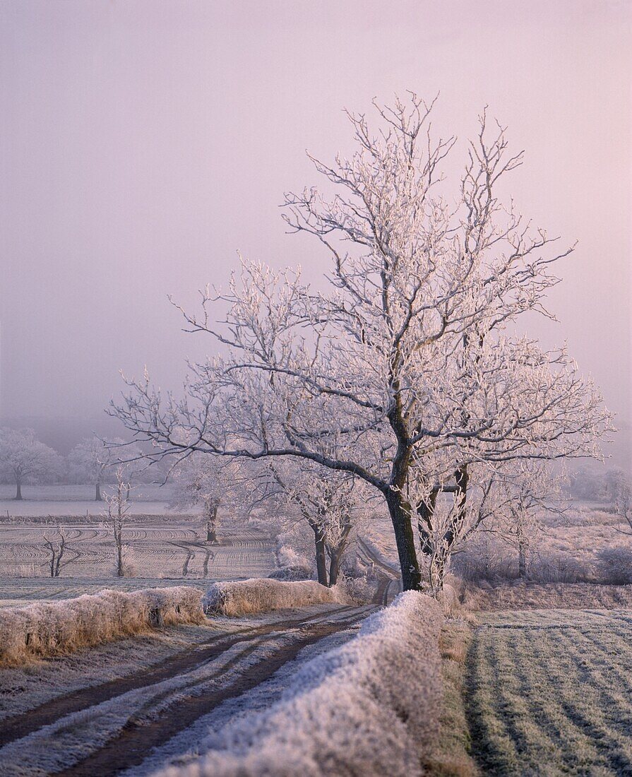 Thick frost on trees, Nottinghamshire, England, United Kingdom, Europe