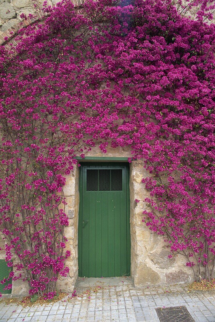 Bougainvillea glabra around a green wooden door on the 542m summit of Tibidado in Barcelona, Catalonia, Spain, Europe