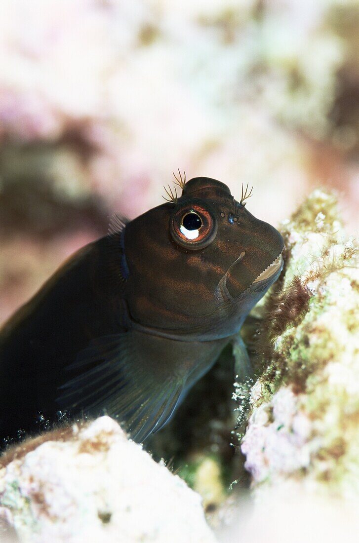Goby lives in holes in coral, Aldabra, Seychelles, Indian Ocean, Africa