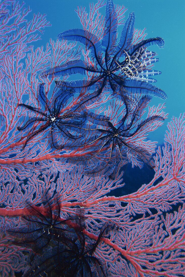 Featherstars feeding in current on red gorgonian, Solomon Islands, Pacific Ocean, Pacific