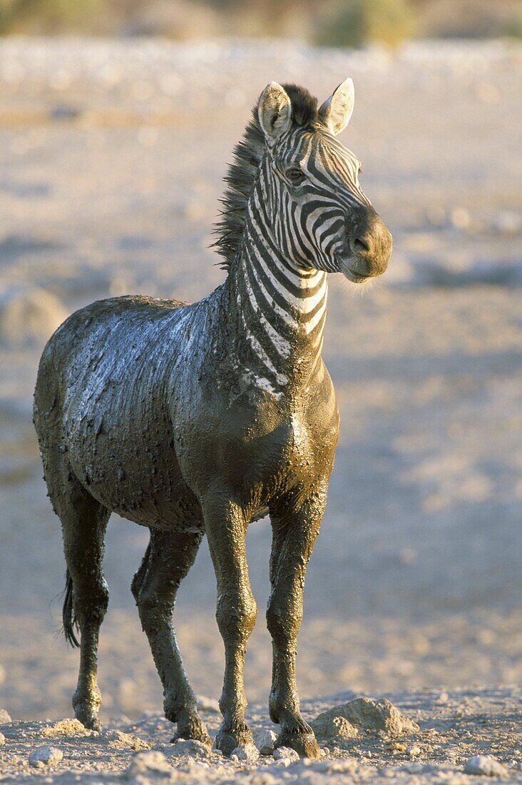 Burchell's zebra (Equus burchelli) covered in mud, Etosha National Park, Namibia, Africa