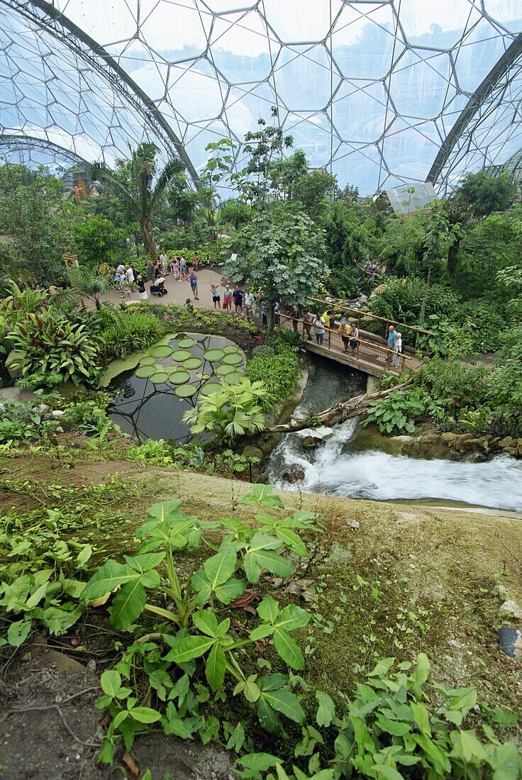 Inside the Humid Tropics biome at the Eden Project, opened in 2001 at a china clay pit near St. Austell, Cornwall, England, United Kingdom, Europe