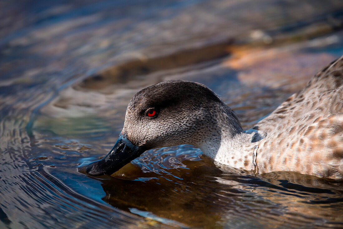 Close-up of a Patagonian crested duck (Lophonetta specularioides specularioides), Stanley, Falkland Islands, British Overseas Territory