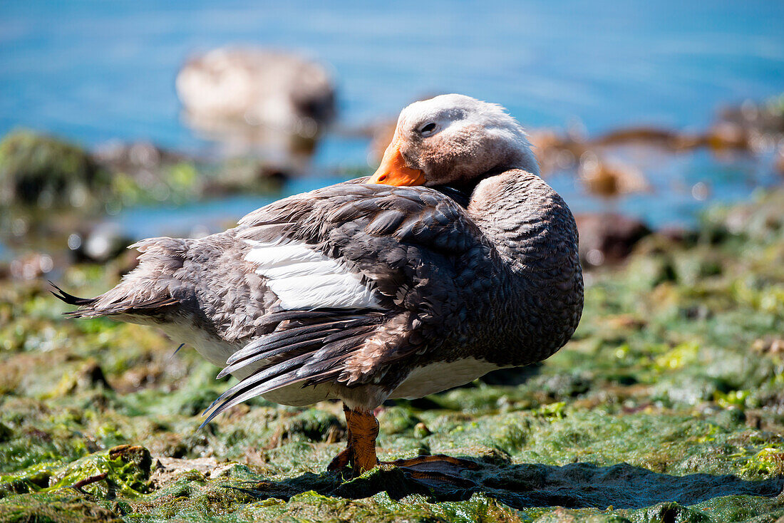 Steamer duck (Tachyeres), Stanley, Falkland Islands, British Overseas Territory