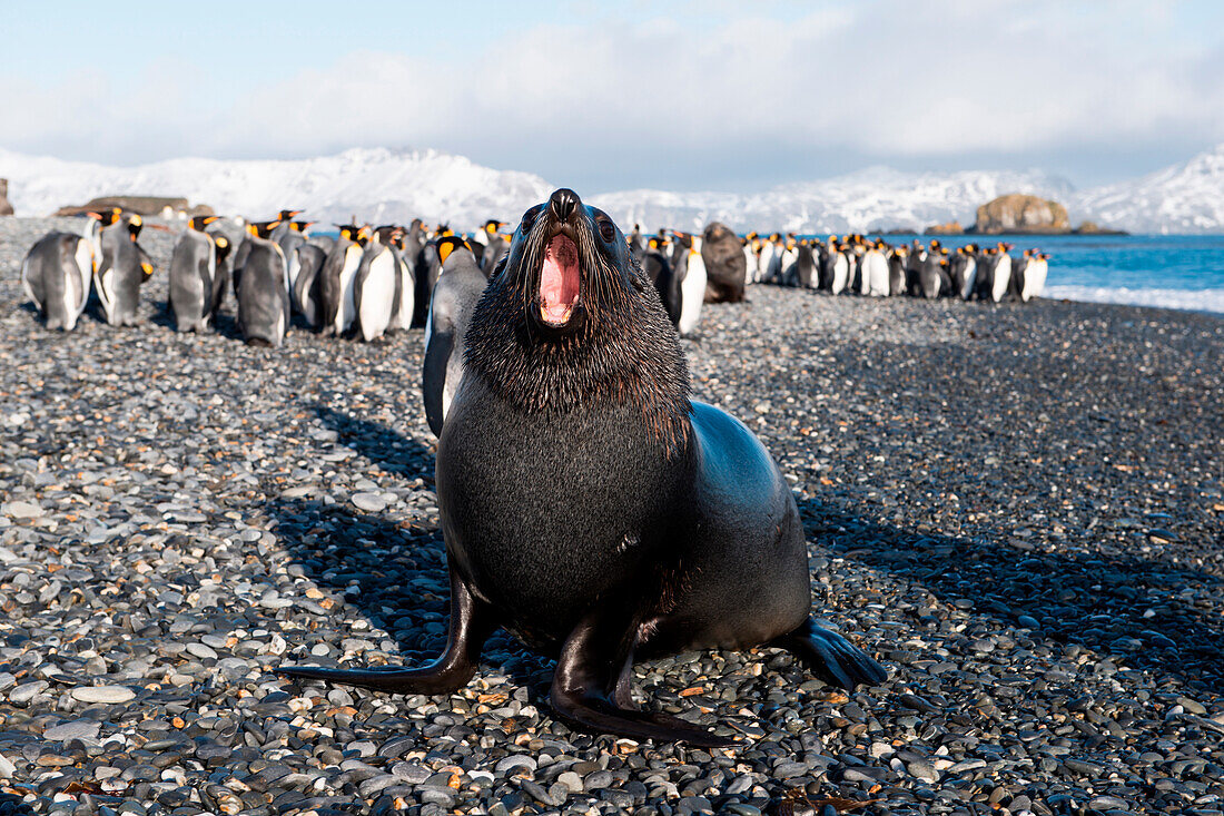 Fur seal on beach with group of king penguins (Aptenodytes patagonicus) behind, Salisbury Plain, South Georgia Island, Antarctica