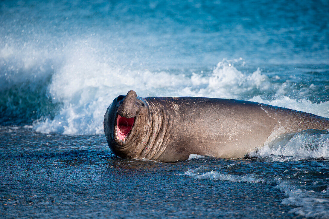 Southern elephant seal (Mirounga leonina) on beach with crashing wave, Salisbury Plain, South Georgia Island, Antarctica
