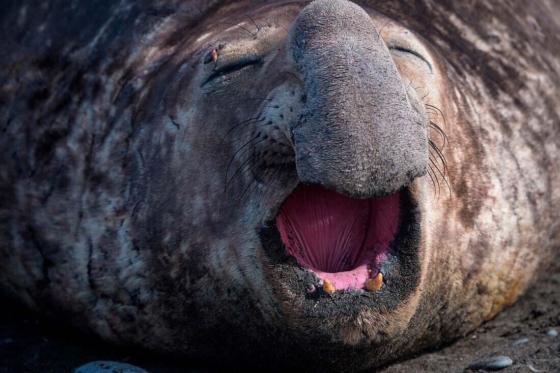 Close-up of southern elephant seal (Mirounga leonina) on beach, Salisbury Plain, South Georgia Island, Antarctica