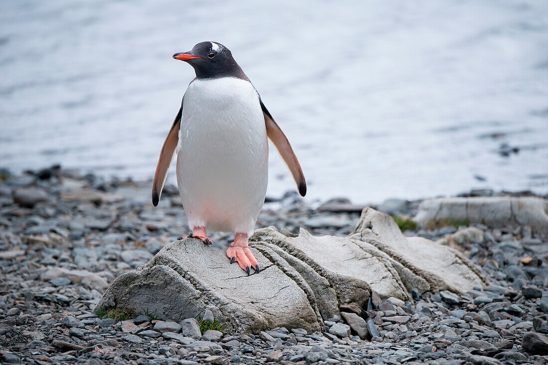 Gentoo penguin (Pygoscelis papua) stands on vertrebrae of whale, Stromness, South Georgia Island, Antarctica