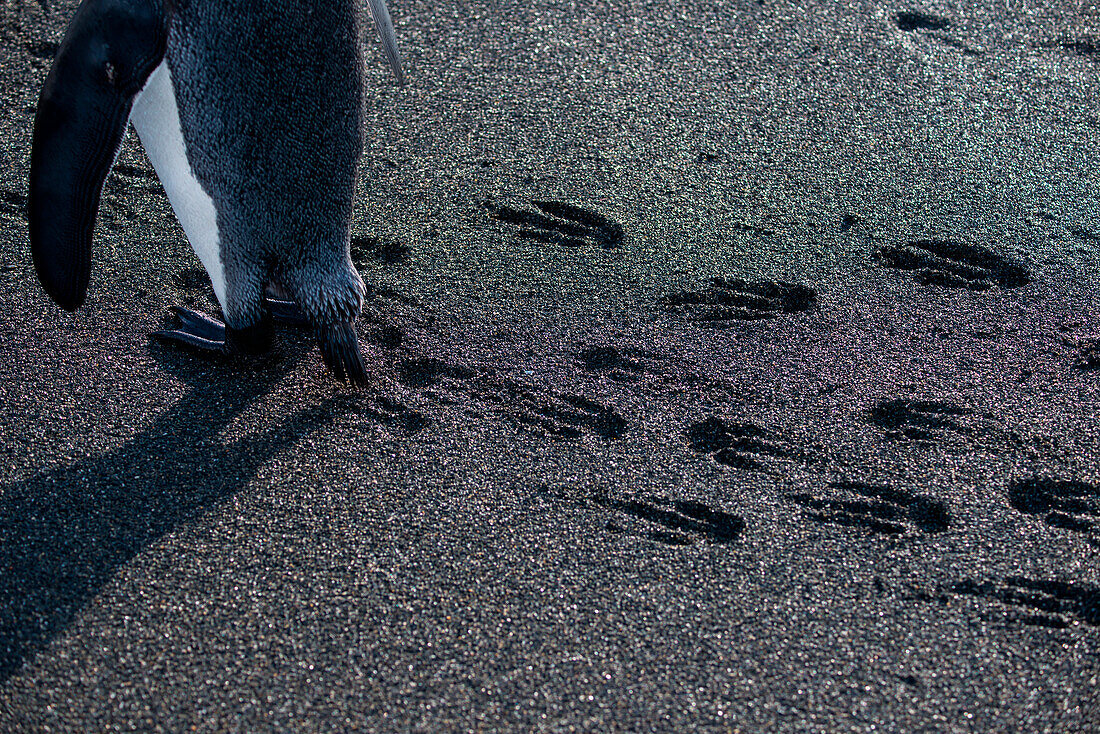 Ein Königspinguin (Aptenodytes patagonicus) hinterläßt Fußspuren am Strand, Gold Harbour, Südgeorgien, Antarktis