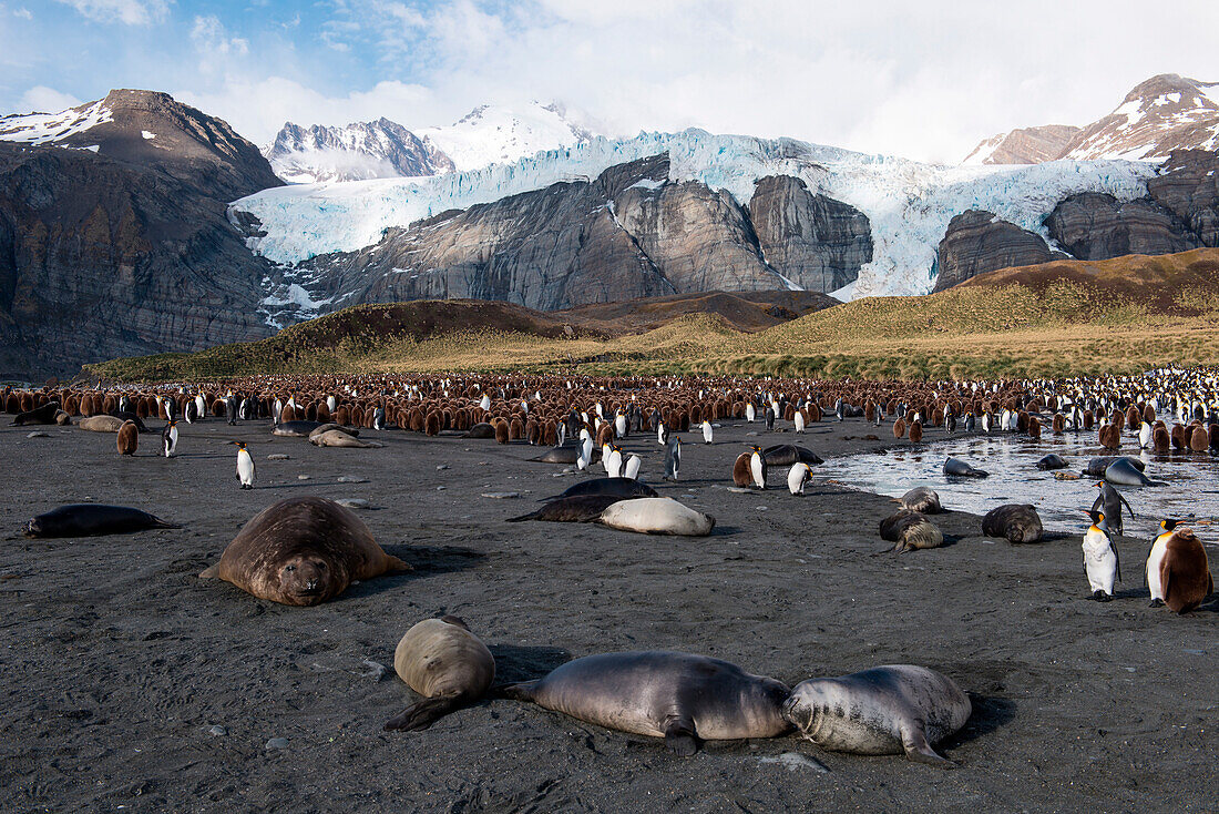 Southern elephant seals (Mirounga leonina), fur seals (Arctocephalus gazella) and hundreds of king penguins (Aptenodytes patagonicus) on beach with snow-capped mountains behind, Gold Harbour, South Georgia Island, Antarctica