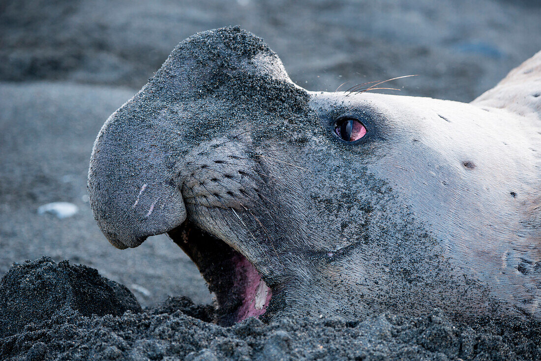 Nahaufnahme von einem Südlichen See-Elefant (Mirounga leonina) am Strand, Gold Harbour, Südgeorgien, Antarktis