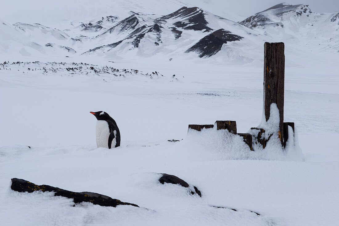 Pinguine und Überreste von ehemaliger Walfangstation, Whalers Bay, Deception Island, Südshetland-Inseln, Antarktis
