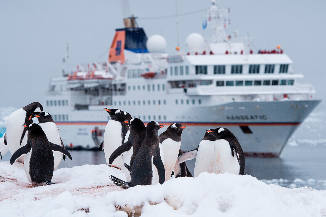 Gentoo penguins (Pygoscelis papua) en route to their nesting sites with expedition cruise ship MS Hanseatic (Hapag-Lloyd Cruises) behind, Paradise Bay (Paradise Harbor), Danco Coast, Graham Land, Antarctica