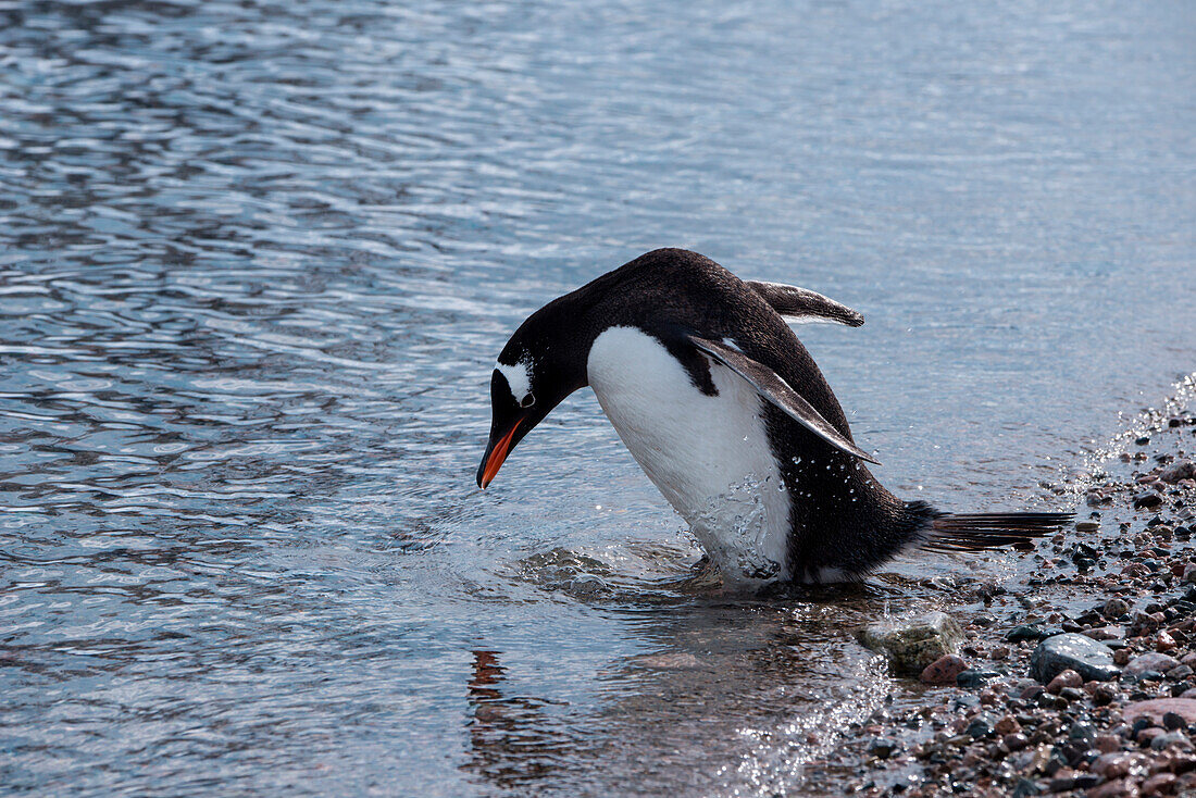 A Gentoo penguin (Pygoscelis papua) checks her makeup, Neko Harbour, Graham Land, Antarctica