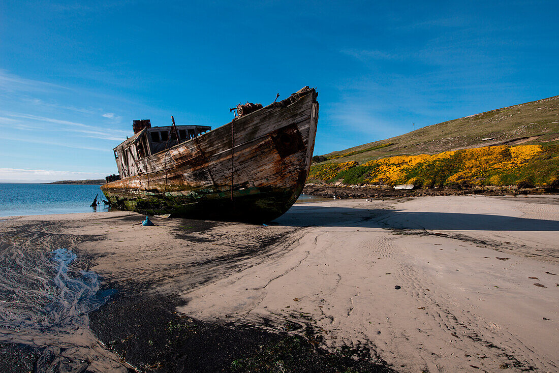 Schiffswrack am Strand, New Island, Falklandinseln, Britisches Überseegebiet, Südamerika