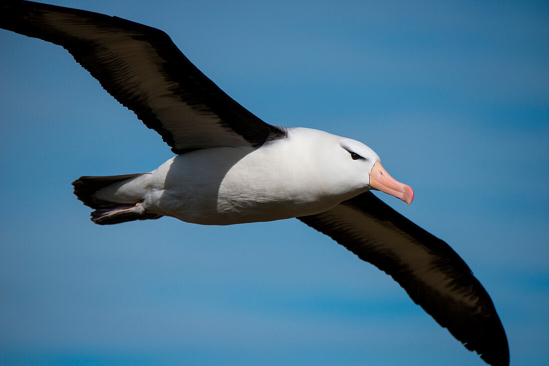 Black-browed albatross (Thalassarche melanophrys) in flight, New Island, Falkland Islands, British Overseas Territory