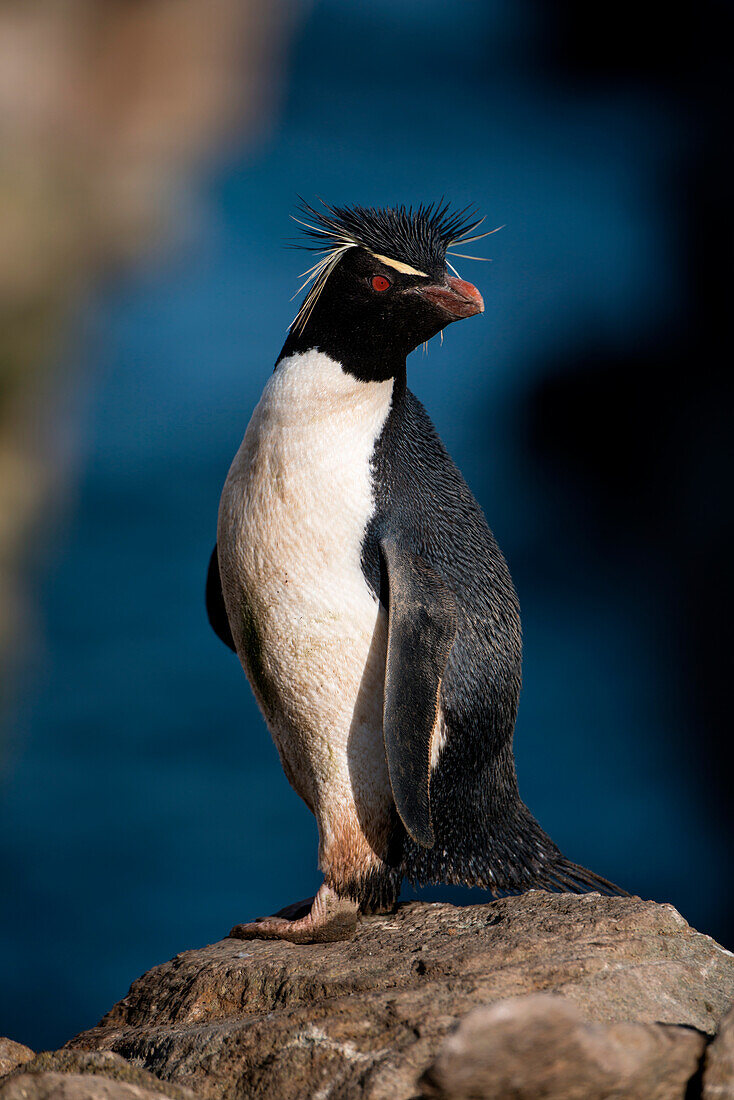 Southern rockhopper penguin (Eudyptes chrysocome), New Island, Falkland Islands, British Overseas Territory