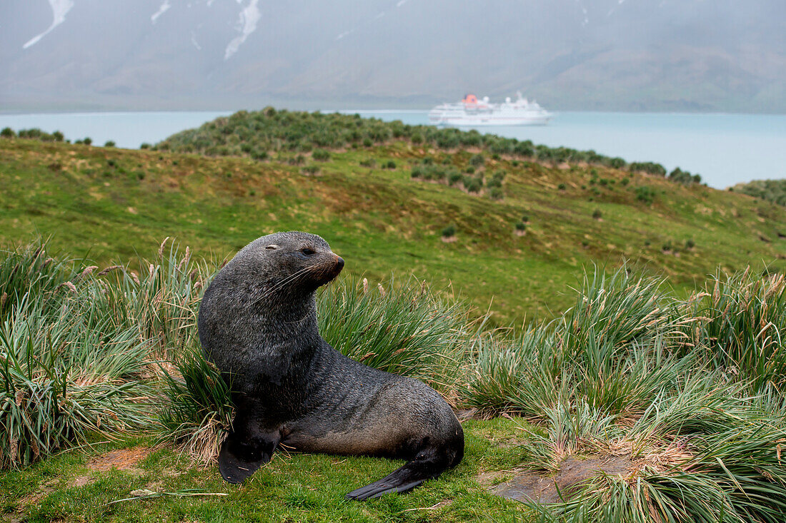 Fur seal on hilltop with expedition cruise ship MS Hanseatic (Hapag-Lloyd Cruises) at anchor behind, Fortuna Bay, South Georgia Island, Antarctica