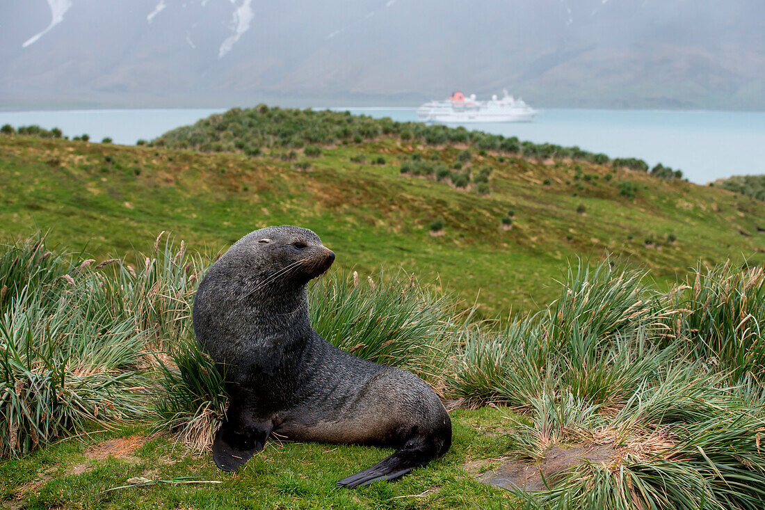 Seebär auf Hügel mit Expeditions-Kreuzfahrtschiff MS Hanseatic (Hapag-Lloyd Kreuzfahrten) im Hintergrund, Salisbury Plain, Südgeorgien, Antarktis