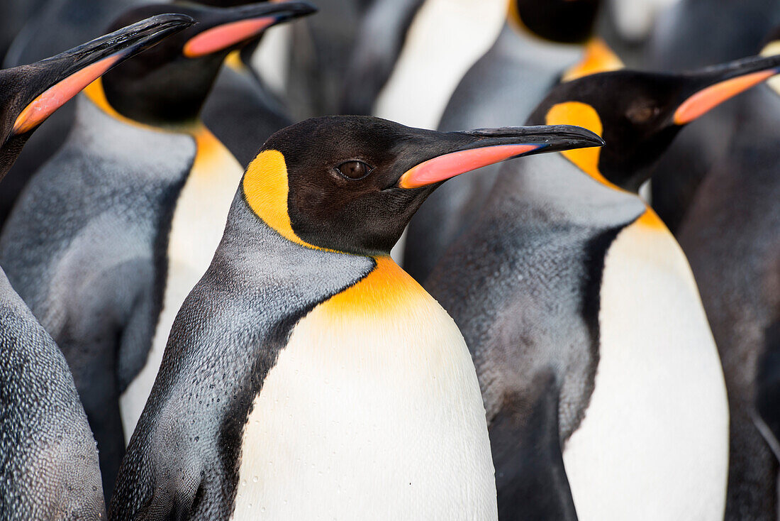 King penguins (Aptenodytes patagonicus), Salisbury Plain, South Georgia Island, Antarctica