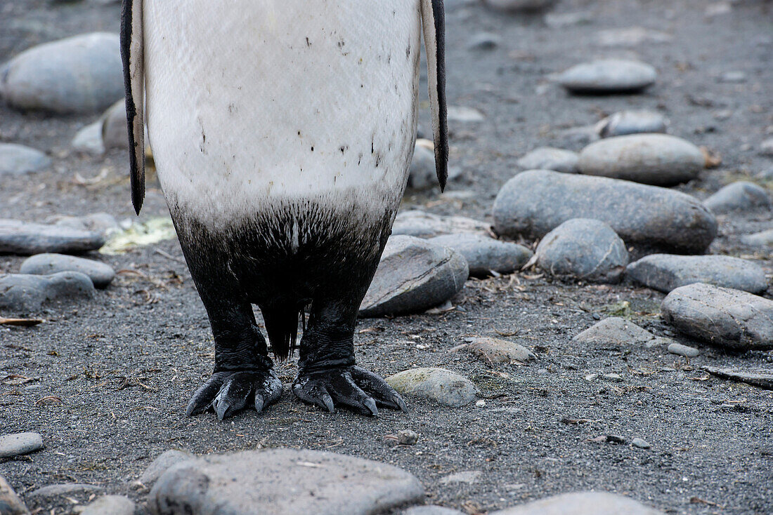 Detail of dirty king penguin (Aptenodytes patagonicus) on beach, Salisbury Plain, South Georgia Island, Antarctica