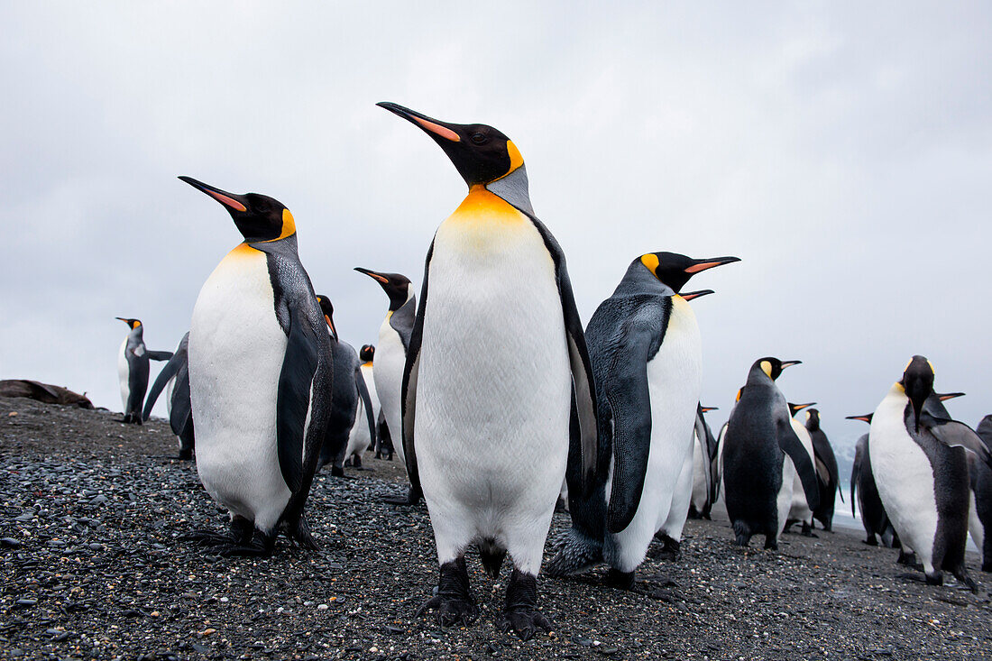 King penguins (Aptenodytes patagonicus) on beach, Salisbury Plain, South Georgia Island, Antarctica