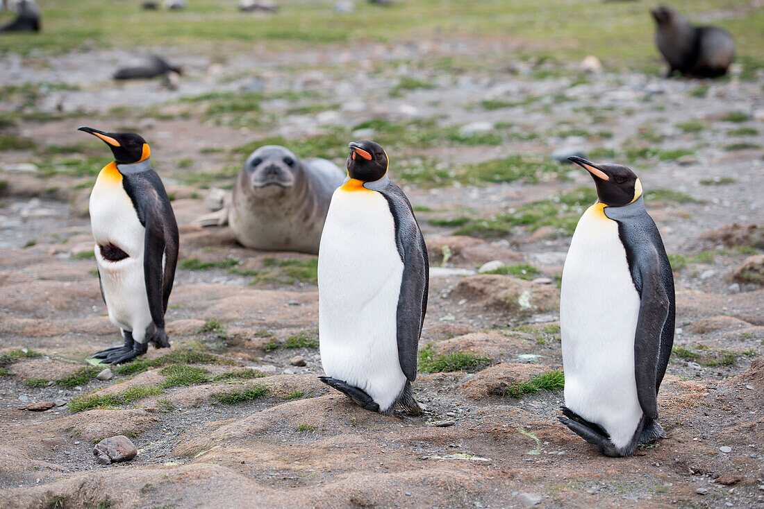 Königspinguine (Aptenodytes patagonicus) am Strand, St. Andrews Bay, Südgeorgien, Antarktis