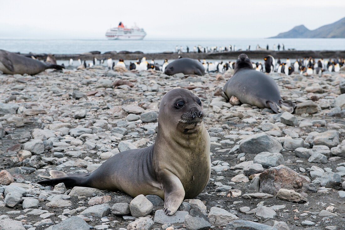 Seebär an steinigem Strand mit Pinguinenen und Expeditions-Kreuzfahrtschiff MS Hanseatic (Hapag-Lloyd Kreuzfahrten) im Hintergrund, St. Andrews Bay, Südgeorgien, Antarktis