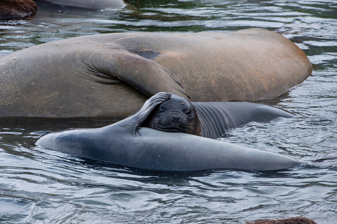 Young and old southern elephant seals (Mirounga leonina) in water, Gold Harbour, South Georgia Island, Antarctica