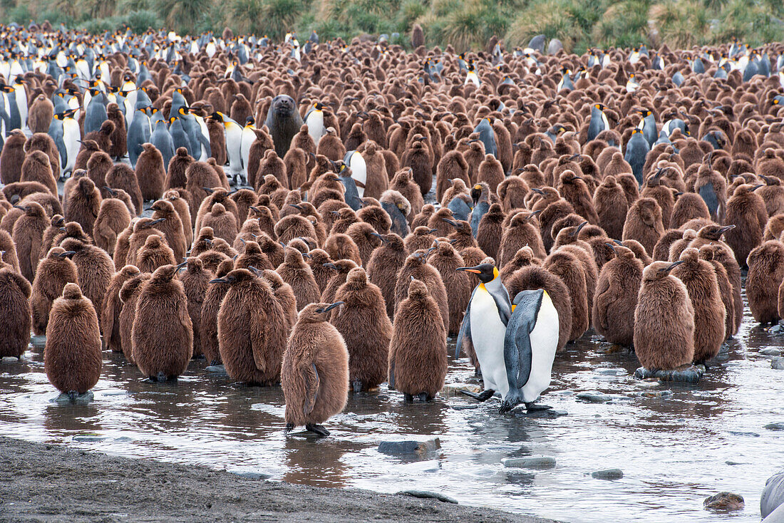 Colony of king penguins (Aptenodytes patagonicus) on beach, Gold Harbour, South Georgia Island, Antarctica