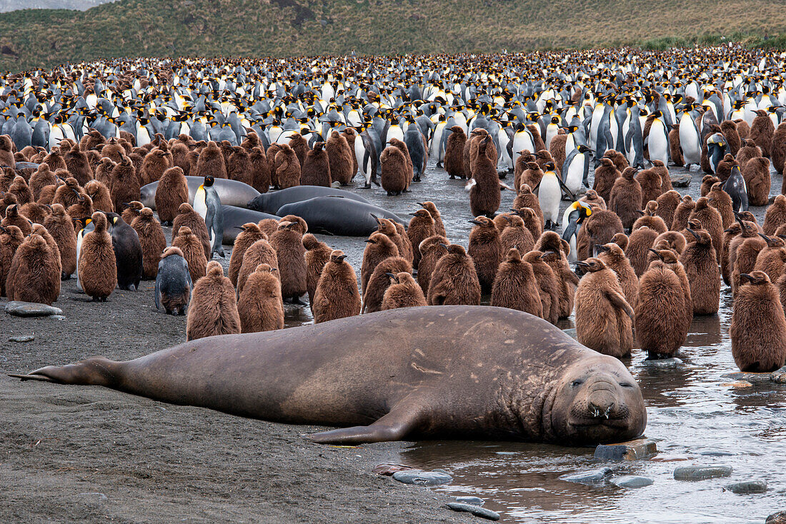 Ein Männlicher Südlicher See-Elefant (Mirounga leonina) inmitten einer Kolonie Königspinguine (Aptenodytes patagonicus) am Strand, Gold Harbour, Südgeorgien, Antarktis