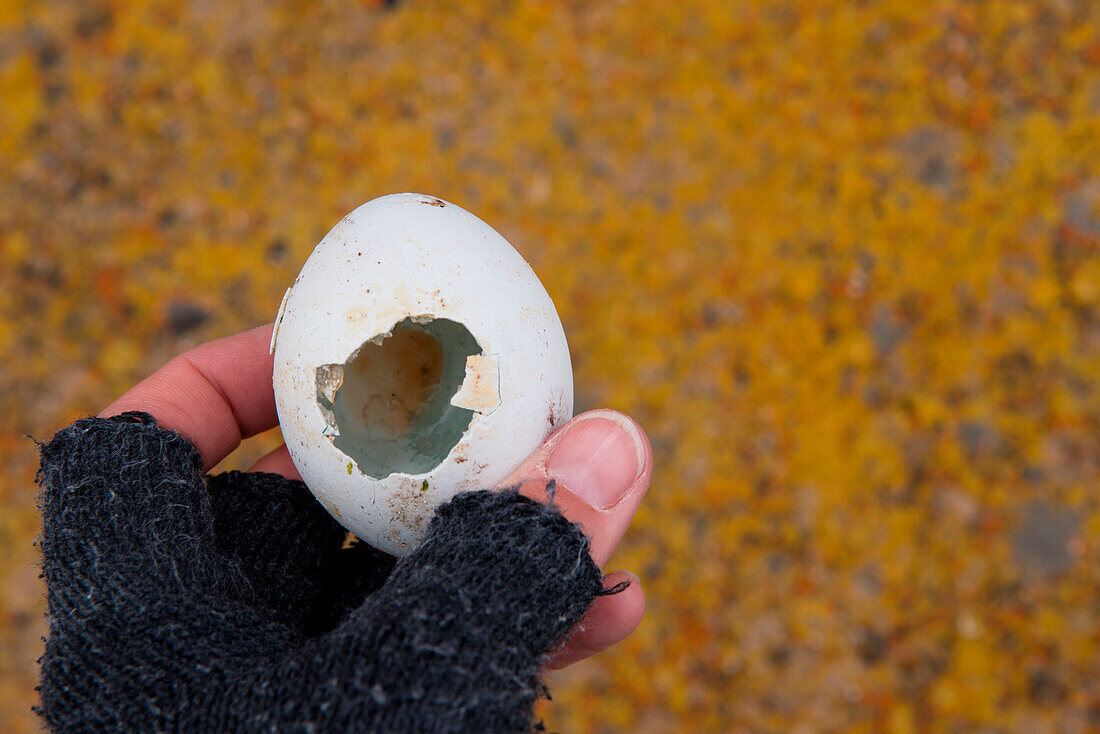 Hand hält Ei von Pinguin, Brown Bluff, Weddell-Meer, Antarktische Halbinsel, Antarktis