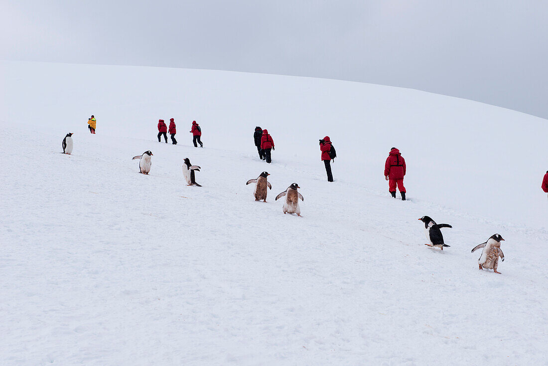Coming and going: gentoo penguins (Pygoscelis papua) and passengers of expedition cruise ship MS Hanseatic (Hapag-Lloyd Cruises) trek along so-called penguin highways, which have been trampled down by uncounted feet, making it easier to pass over the rece