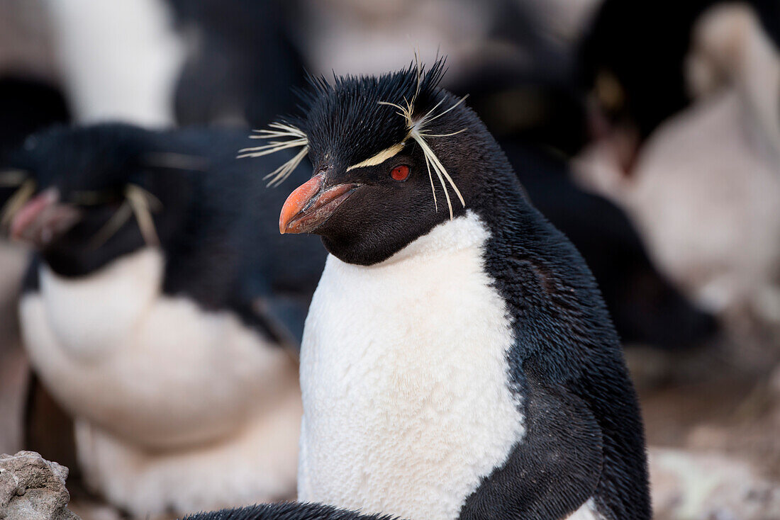 Southern rockhopper penguin (Eudyptes chrysocome), New Island, Falkland Islands, British Overseas Territory