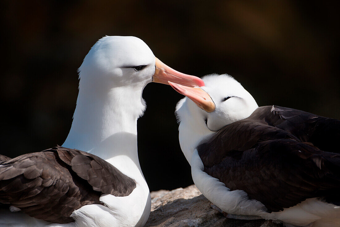 Two black-browed albatrosses (Thalassarche melanophrys) feeding, New Island, Falkland Islands, British Overseas Territory